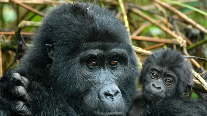 How do I book gorilla trekking in Rwanda?