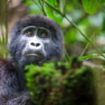Planning a trip to Volcanoes National Park in Rwanda? Discover all your transportation options, from Kigali to Kinigi, including public transit, private tours, helicopter transfers, and self-drive tips for gorilla trekking.