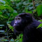 Discover the best time of year to go gorilla trekking in Rwanda. Learn about weather, seasons, tips, and when to book for the ultimate gorilla trekking experience.