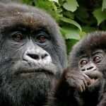 Explore the unique ecosystems of Volcanoes National Park in Rwanda and Bwindi & Mgahinga in Uganda. Learn about their climate, flora, fauna, and the conservation efforts that support mountain gorilla trekking.