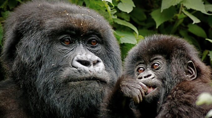 Explore the unique ecosystems of Volcanoes National Park in Rwanda and Bwindi & Mgahinga in Uganda. Learn about their climate, flora, fauna, and the conservation efforts that support mountain gorilla trekking.