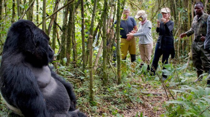 Learn essential park regulations and visitor guidelines for gorilla trekking in Volcanoes National Park (Rwanda), Bwindi, and Mgahinga (Uganda) to ensure a safe, ethical, and unforgettable experience.