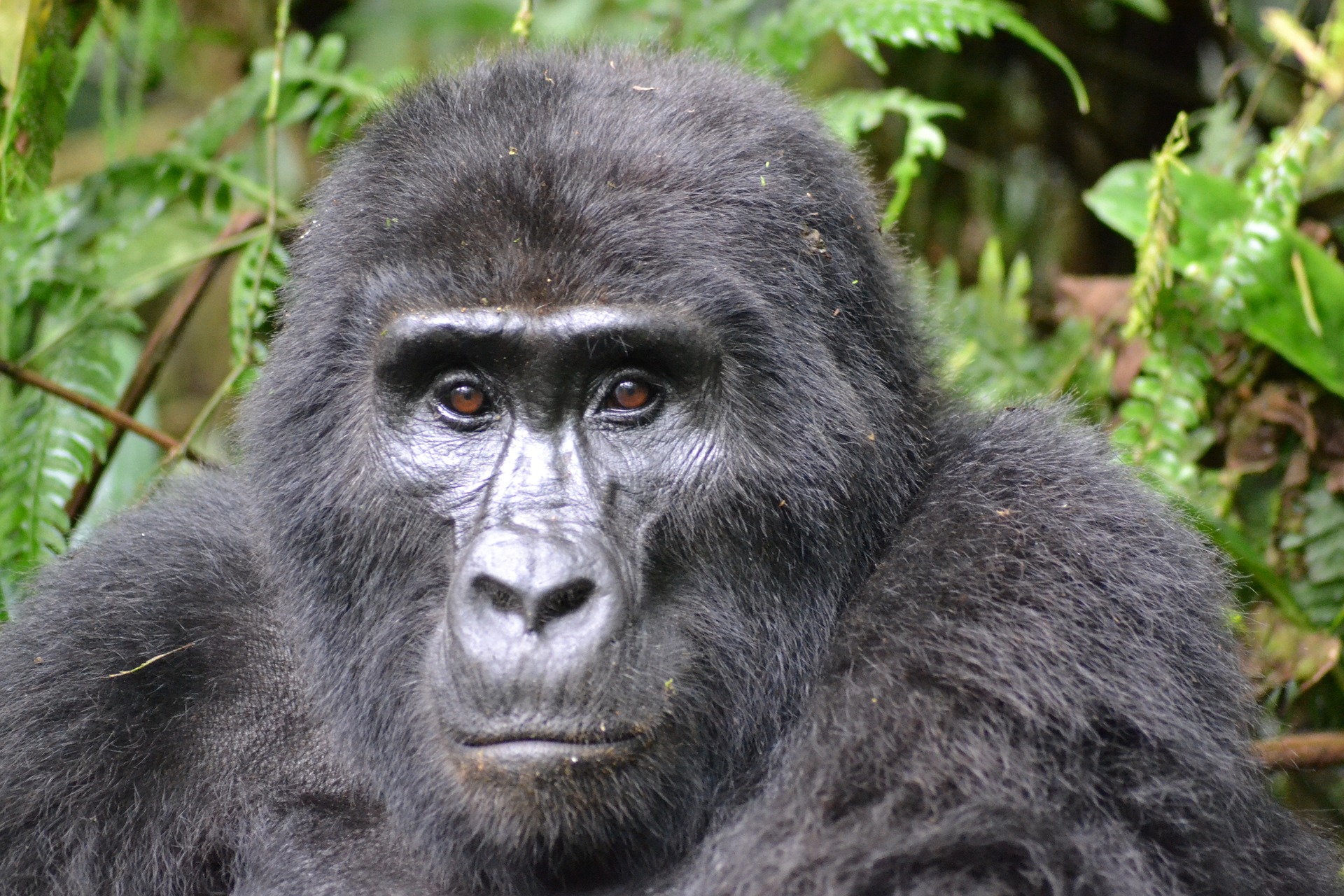 Mgahinga vs Bwindi Gorilla Trekking: A Detailed Comparison